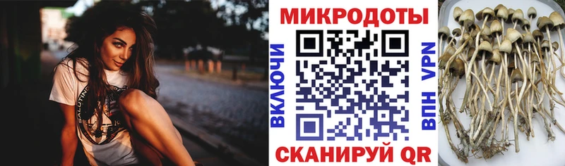 Галлюциногенные грибы Psilocybine cubensis  Снежногорск 